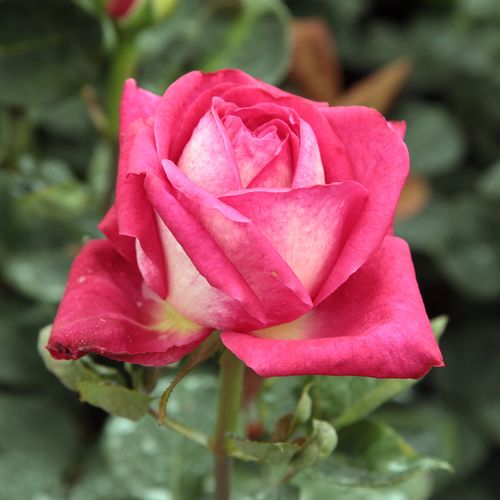 Rosa Acapella® - ružová - Stromkové ruže s kvetmi čajohybridovstromková ruža s rovnými stonkami v korune